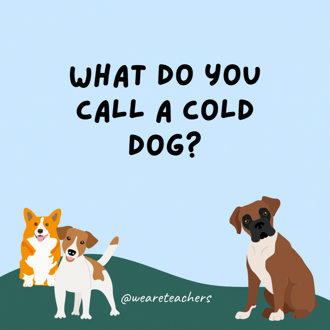 What do you call a cold dog? A chili dog.
