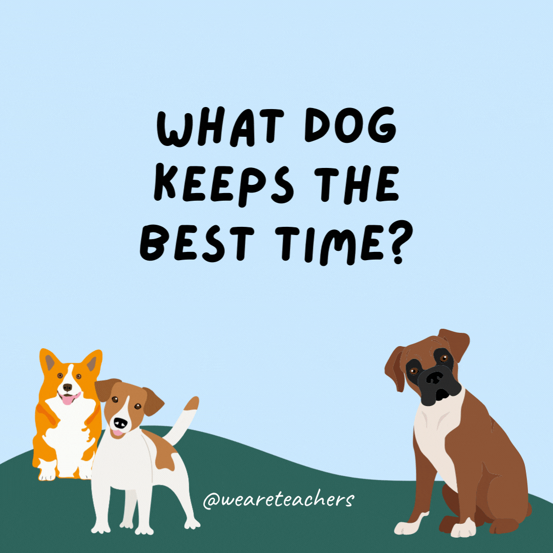 What dog keeps the best time? A watchdog.