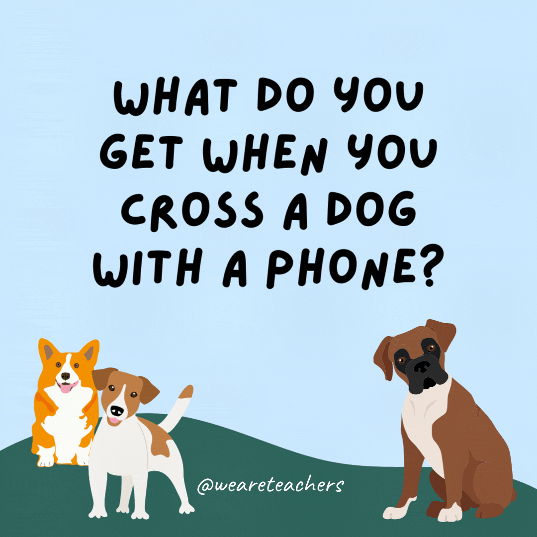 What do you get when you cross a dog with a phone? A golden receiver.