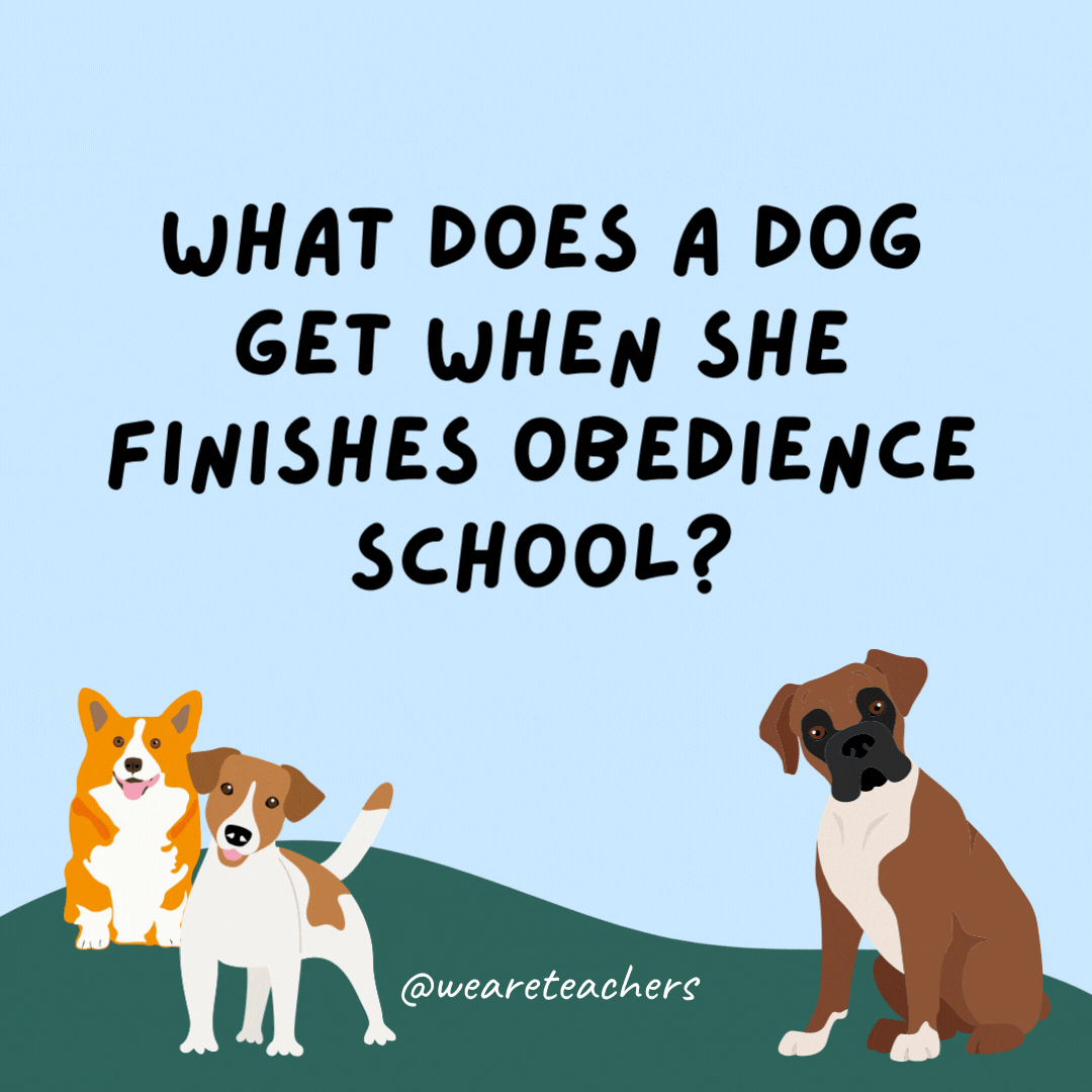 What does a dog get when she finishes obedience school? A pet-degree.