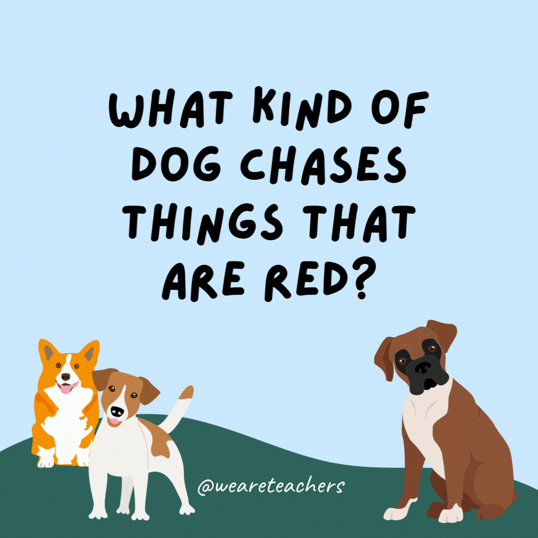 What kind of dog chases things that are red? A bulldog.