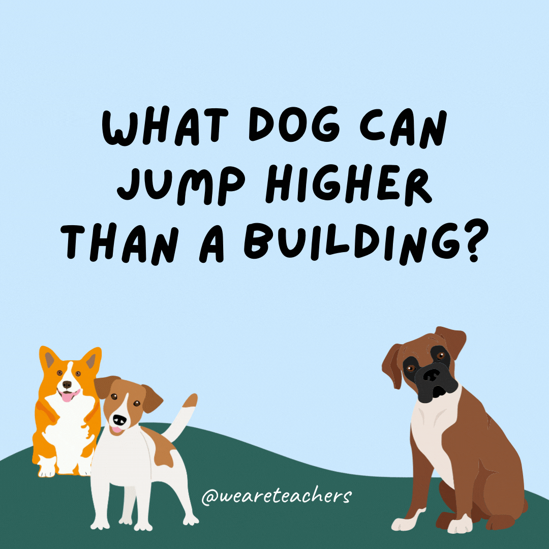 What dog can jump higher than a building? Any dog because buildings can't jump.