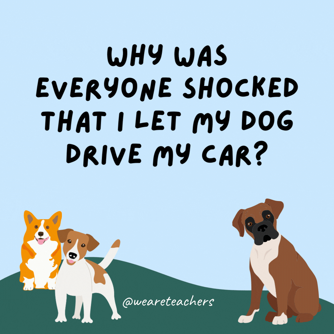 Why was everyone shocked that I let my dog drive my car? They had never seen a dog park before.