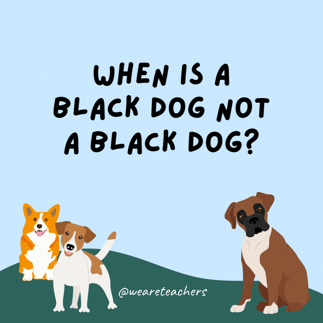 When is a black dog not a black dog? When he's a greyhound.