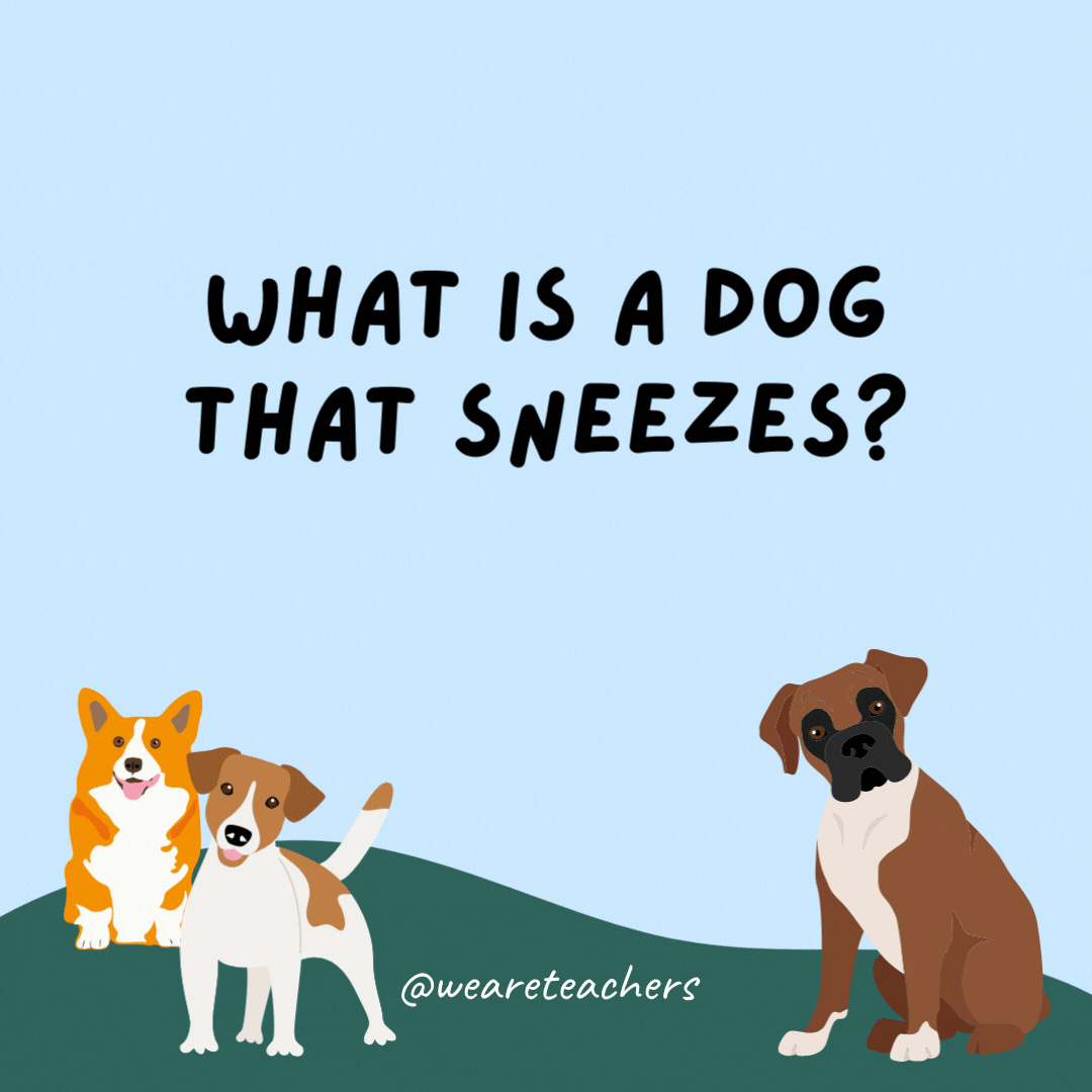 What is a dog that sneezes? A-choo-wawa.