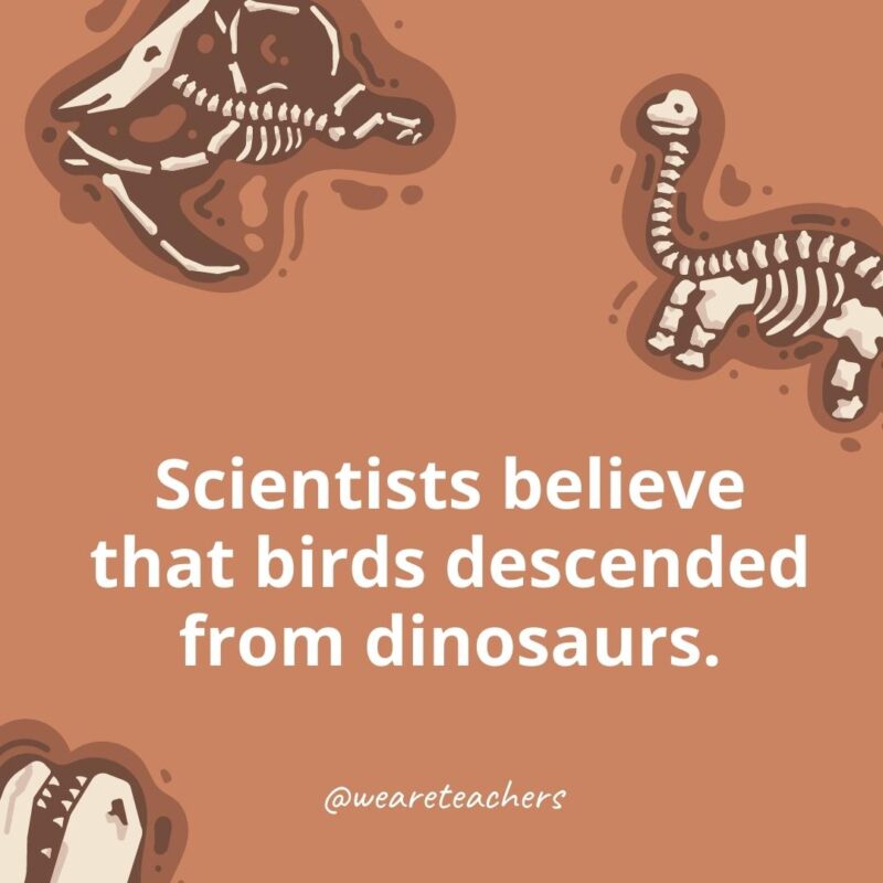 Scientists believe that birds descended from dinosaurs.- dinosaur facts for kids