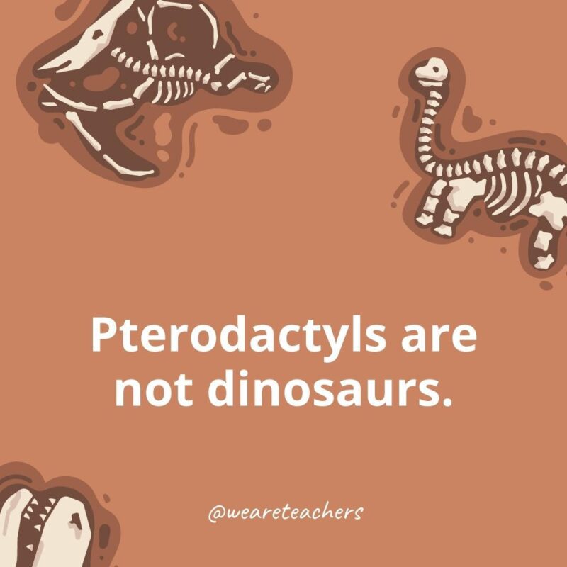 Pterodactyls are not dinosaurs. - dinosaur facts for kids