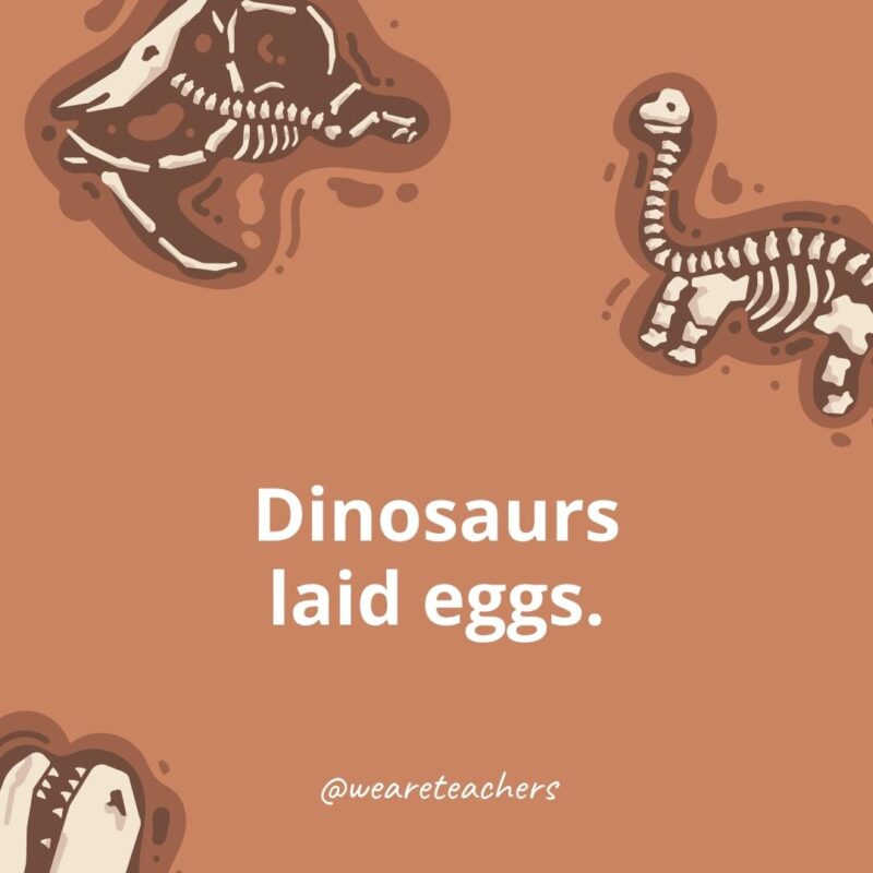 Dinosaurs laid eggs. 
