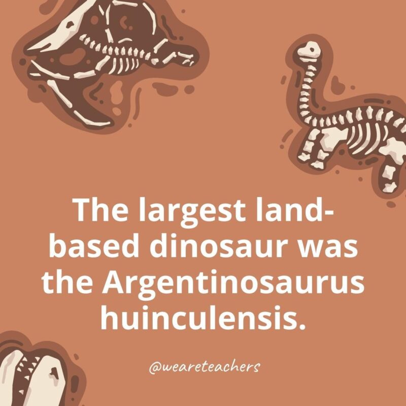 Dinosaur Facts 5