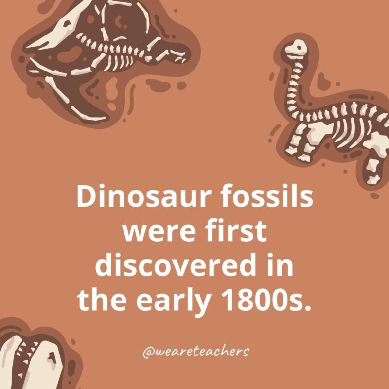 Dinosaur fossils were first discovered in the early 1800s.