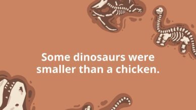Some dinosaurs were smaller than a chicken.