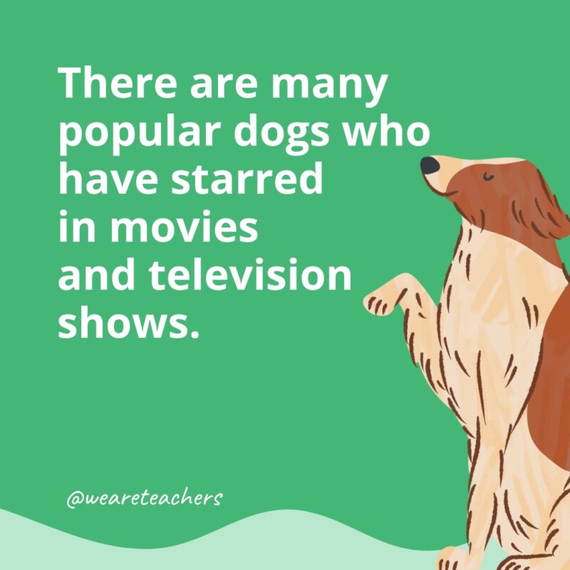 There are many popular dogs who have starred in movies and television shows.