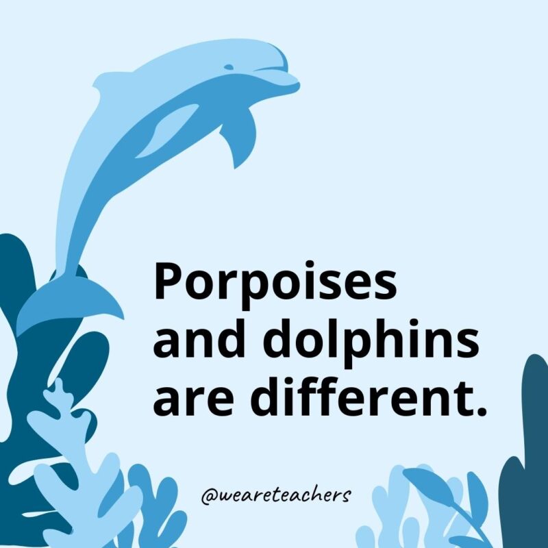 Porpoises and dolphins are different. - Dolphin Facts for Kids 
