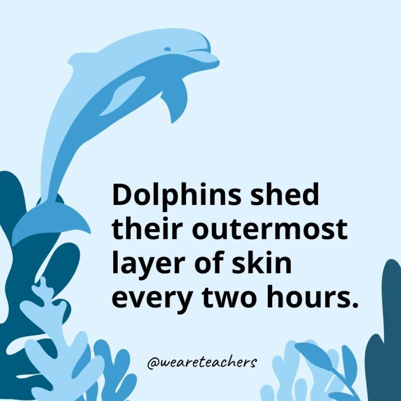Dolphins shed their outermost layer of skin every two hours.- Dolphin Facts for Kids 