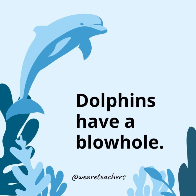 Dolphins have a blowhole.