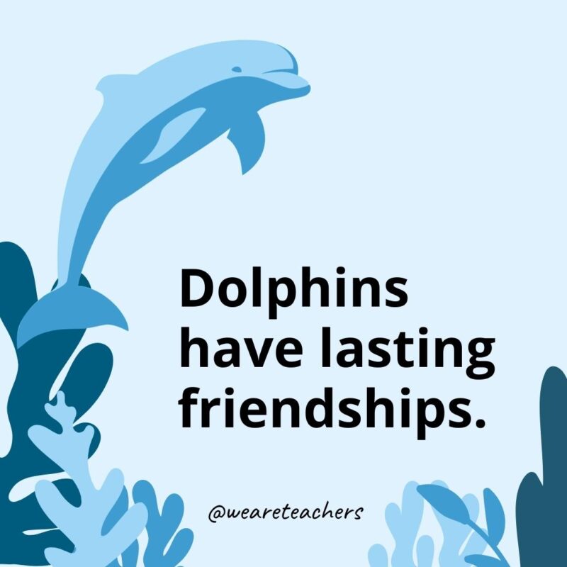 Dolphins have lasting friendships.- Dolphin Facts for Kids 