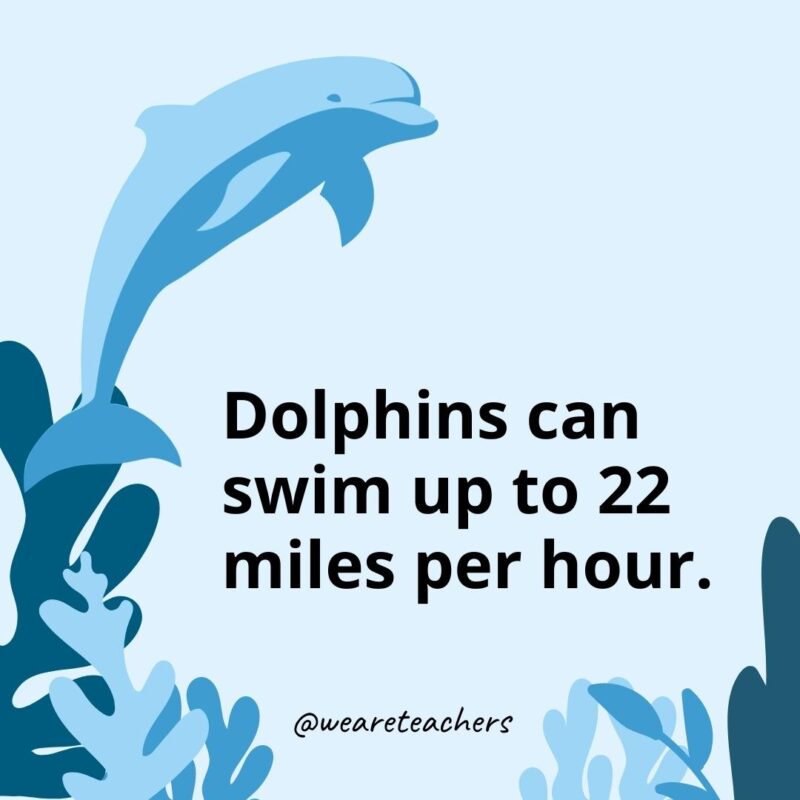 Dolphins can swim up to 22 miles per hour.- Dolphin Facts for Kids 