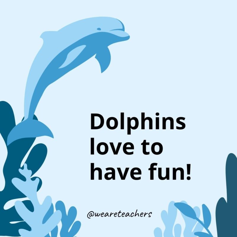 Dolphins love to have fun!