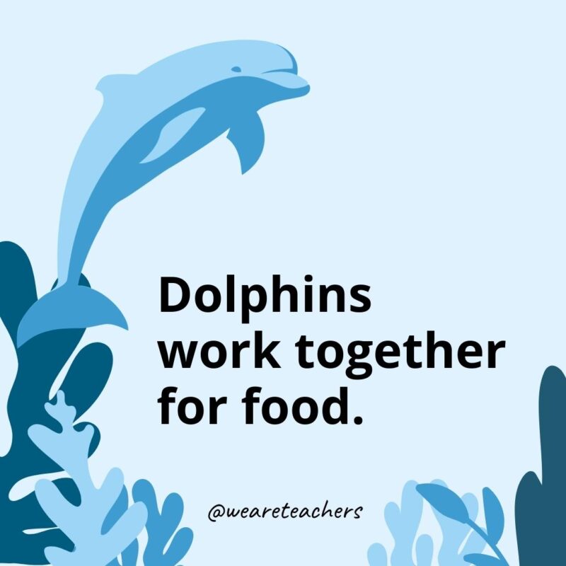 Dolphins work together for food.- Dolphin Facts for Kids 