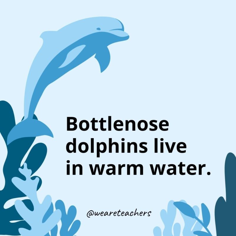 Bottlenose dolphins live in warm water.- Dolphin Facts for Kids  