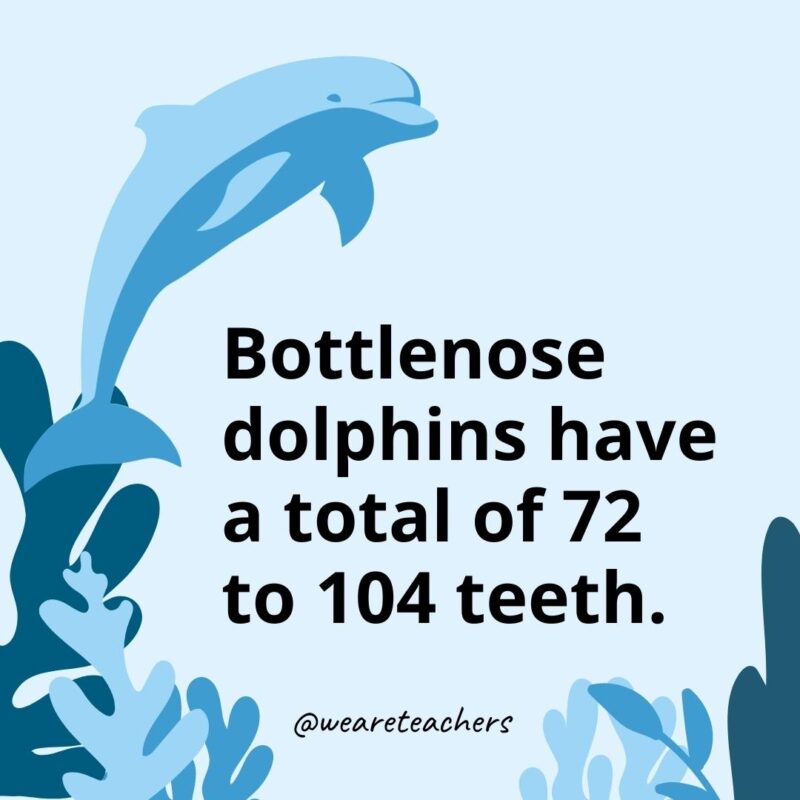 Bottlenose dolphins have a total of 72 to 104 teeth.