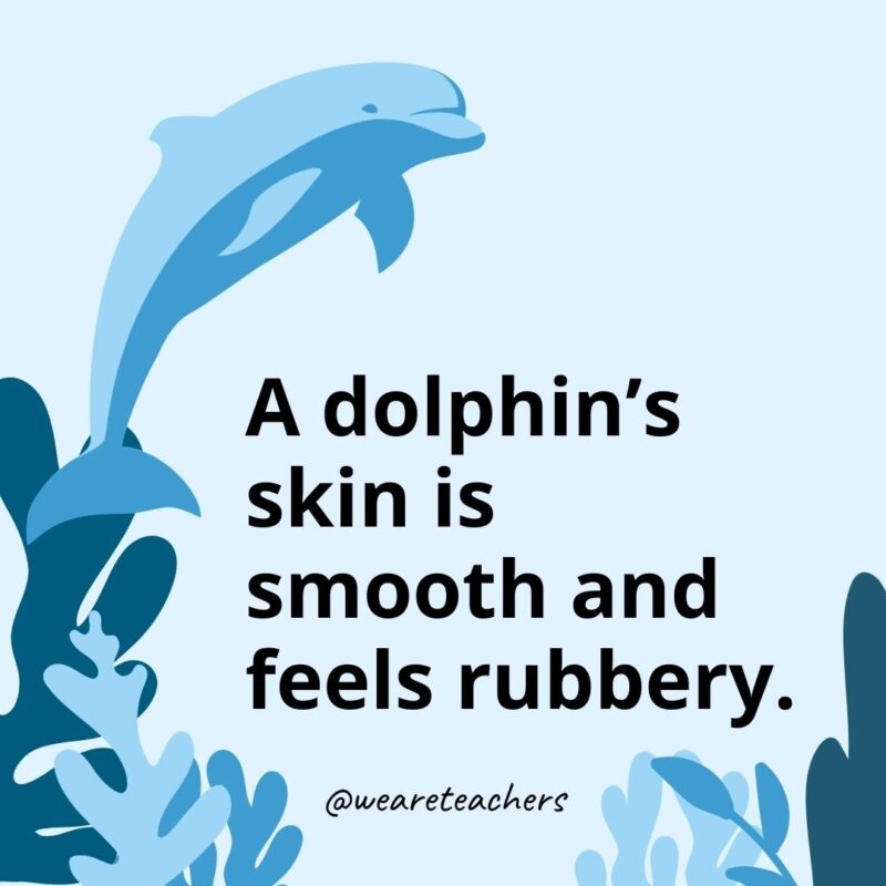 A dolphin’s skin is smooth and feels rubbery.- Dolphin Facts for Kids  