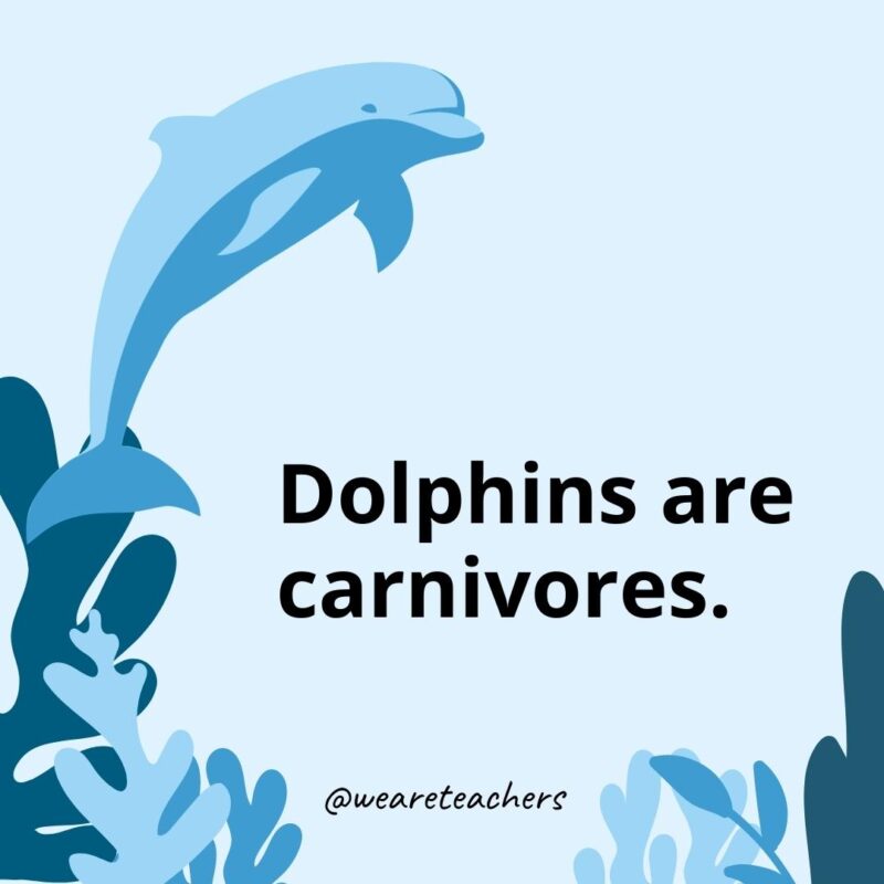 Dolphins are carnivores. 