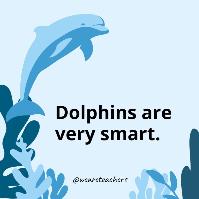 Dolphins are very smart.