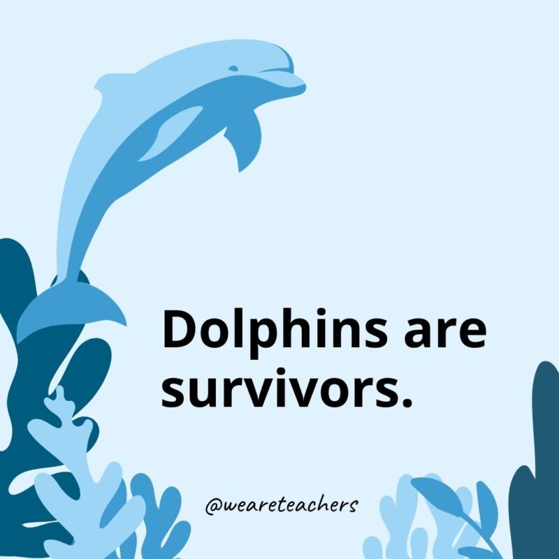 Dolphins are survivors.- Dolphin Facts for Kids 