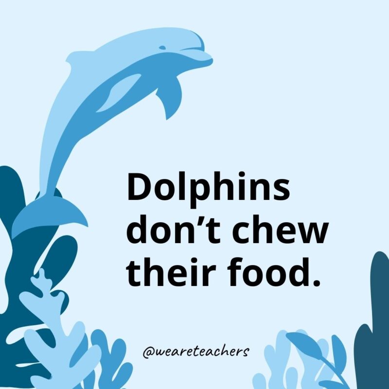 Dolphin Facts for Kids 
