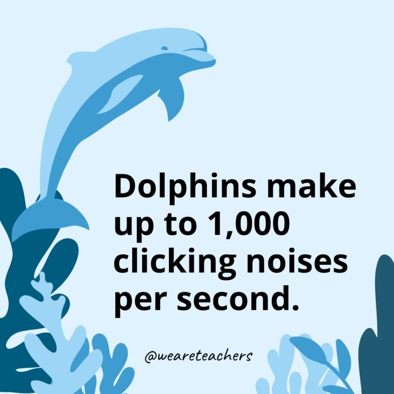 Dolphins make up to 1,000 clicking noises per second.