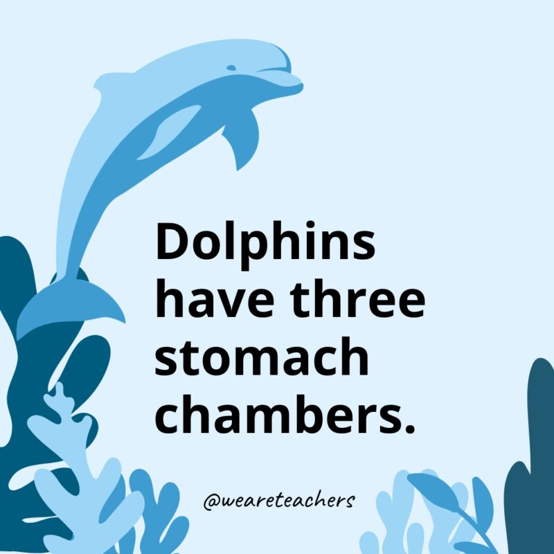 Dolphins have three stomach chambers.