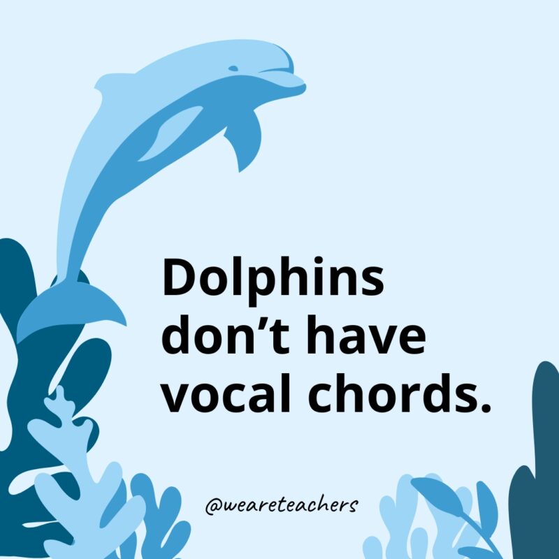 Dolphins don’t have vocal chords.