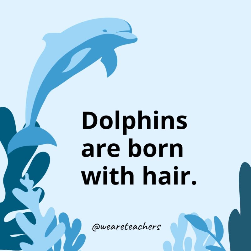 Dolphins are born with hair.