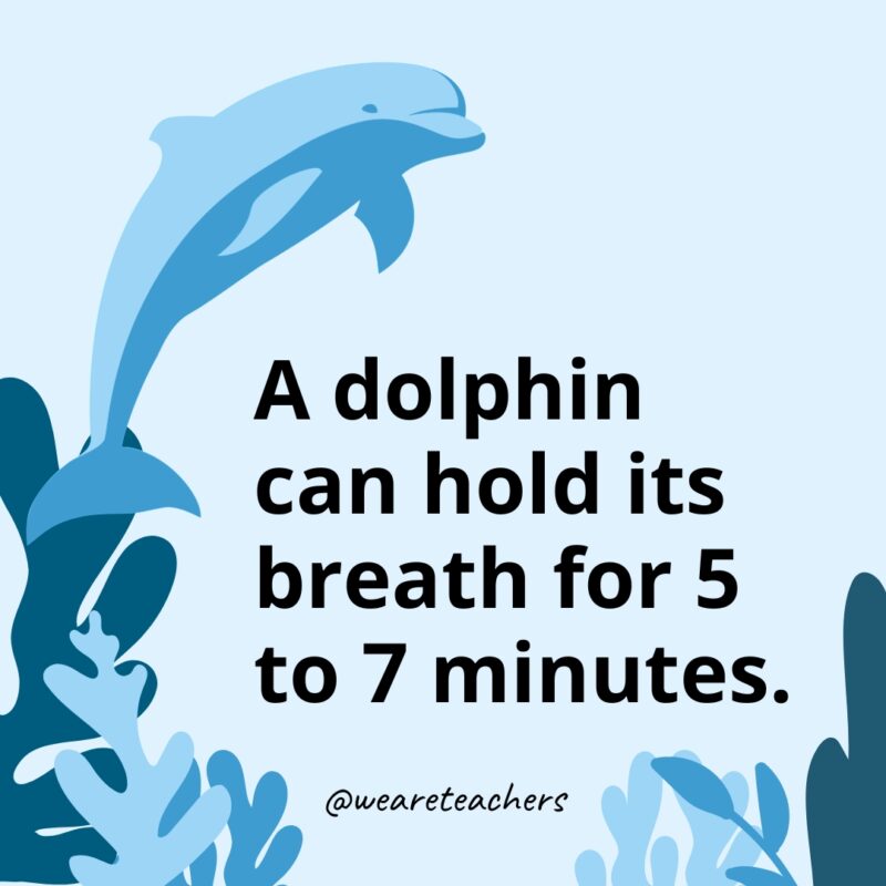 A dolphin can hold its breath for 5 to 7 minutes.