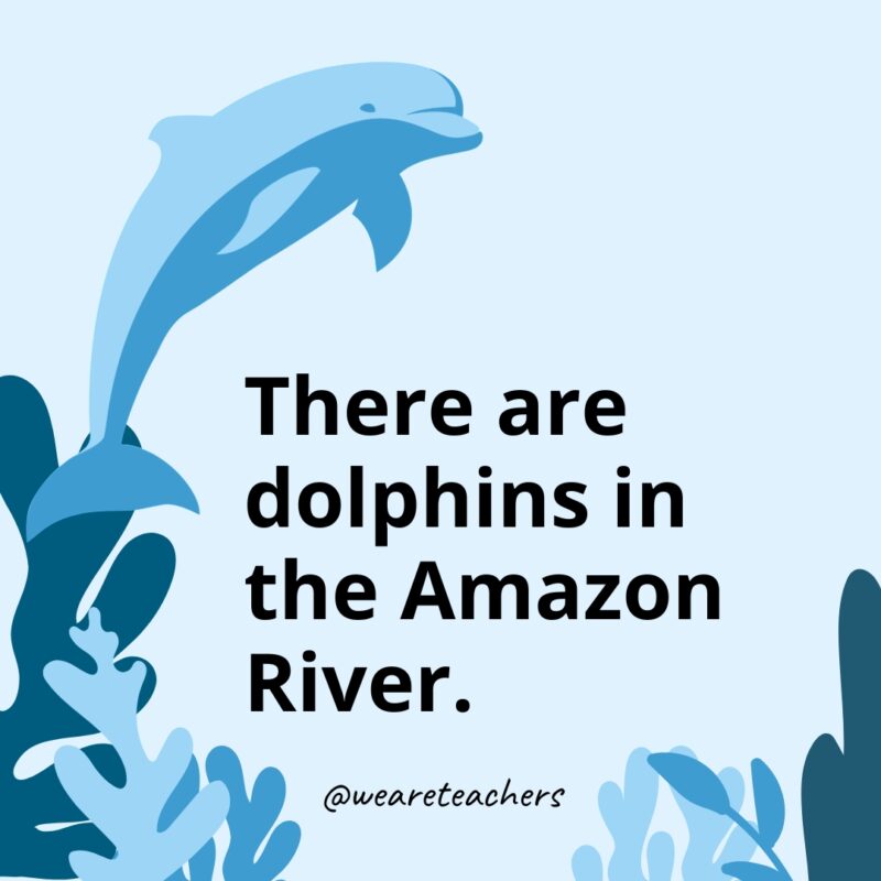 There are dolphins in the Amazon River.