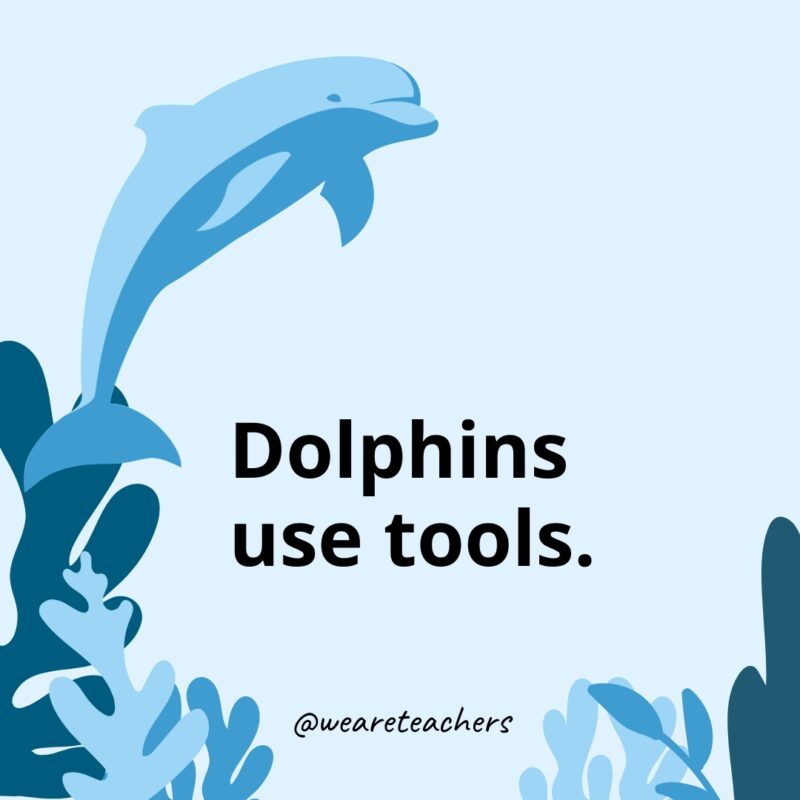 Dolphins use tools.