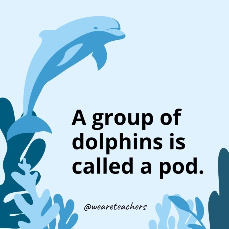 A group of dolphins is called a pod.- Dolphin Facts for Kids 
