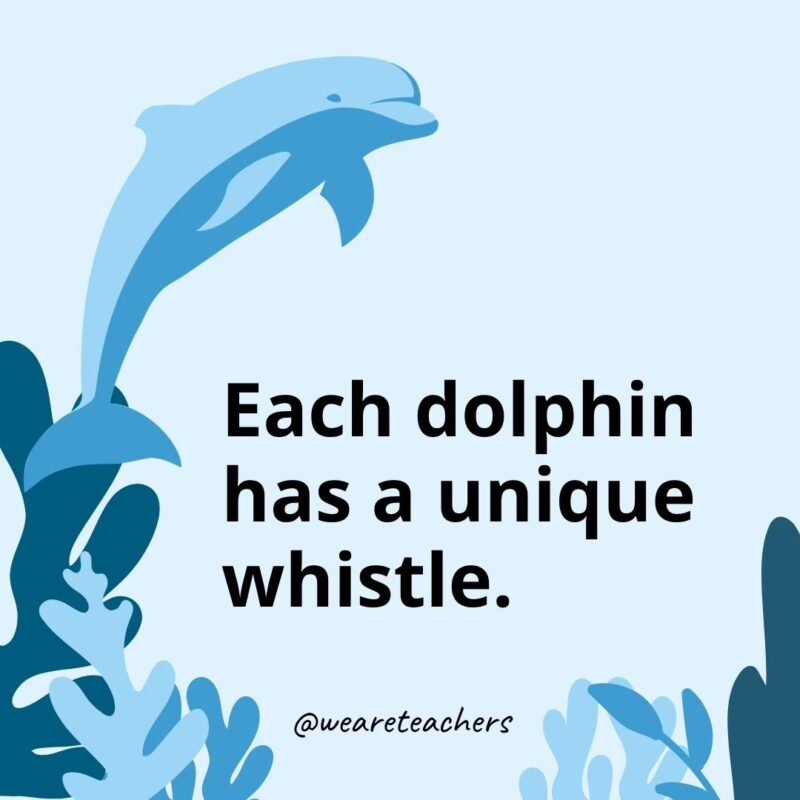 Each dolphin has a unique whistle.- Dolphin Facts for Kids 
