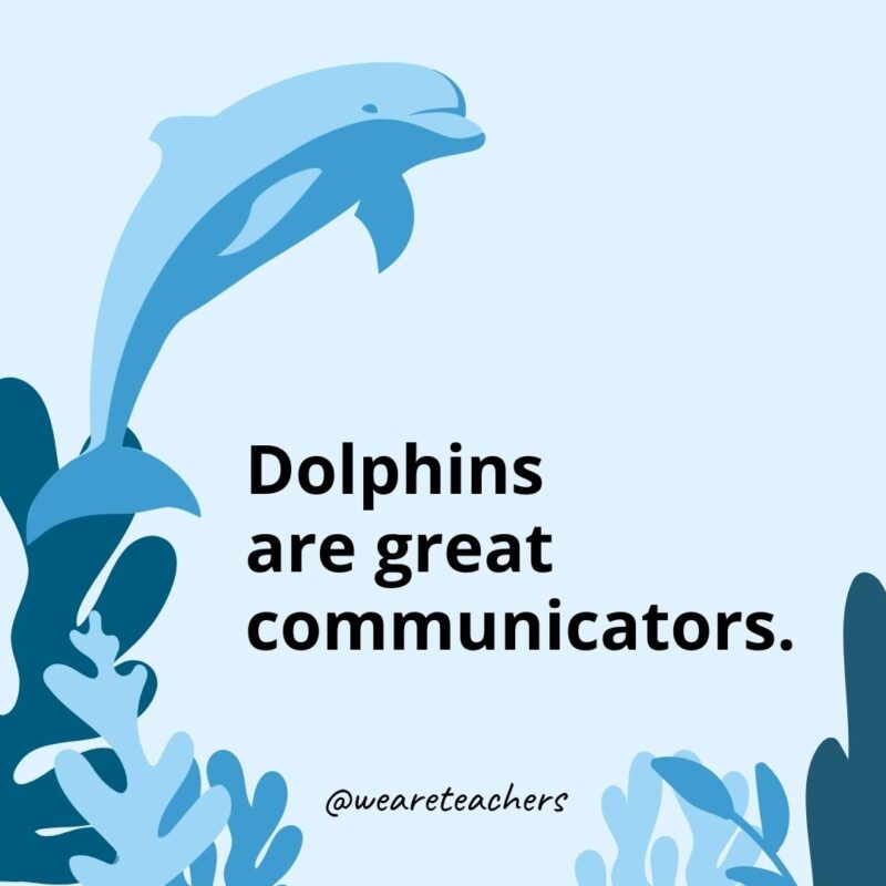 Dolphins are great communicators.- Dolphin Facts for Kids 