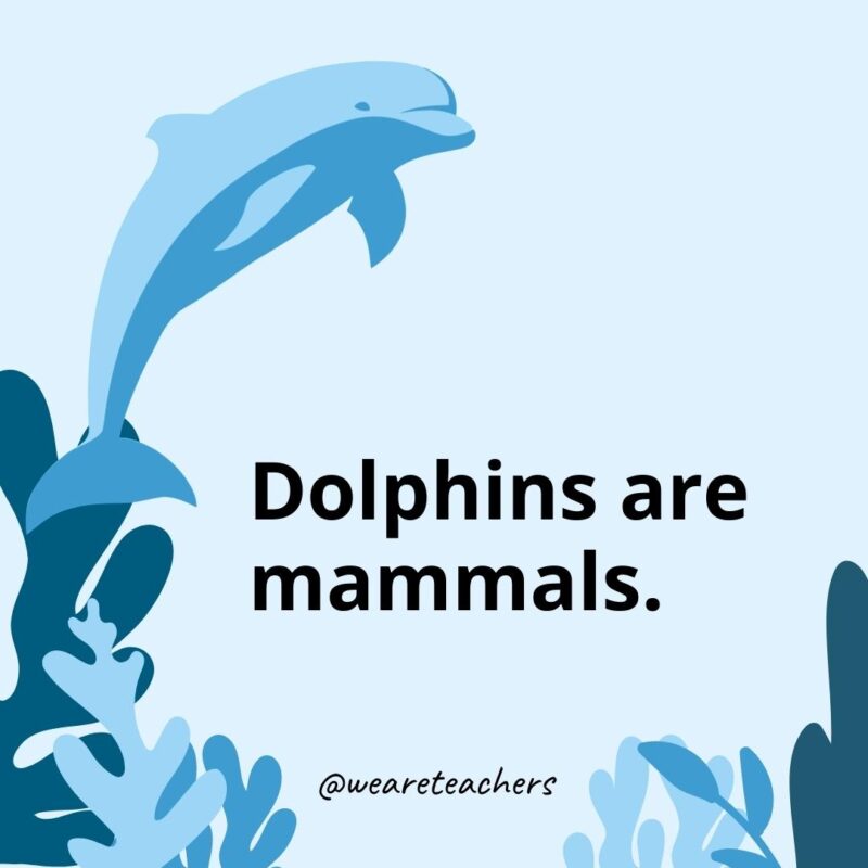 Dolphins are mammals.- Dolphin Facts for Kids 