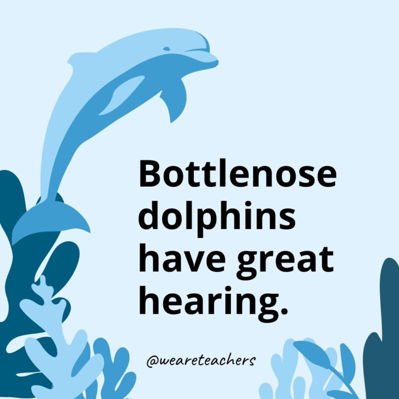 Bottlenose dolphins have great hearing. - Dolphin Facts for Kids 