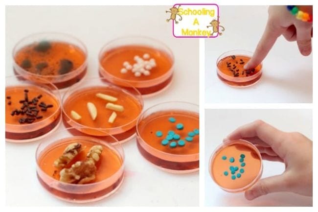 Edible Science Petri Dishes
