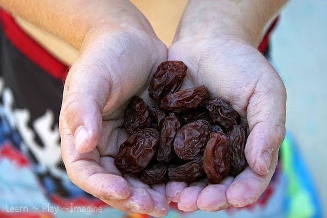 Child's hands holding raisins (Edible Science)