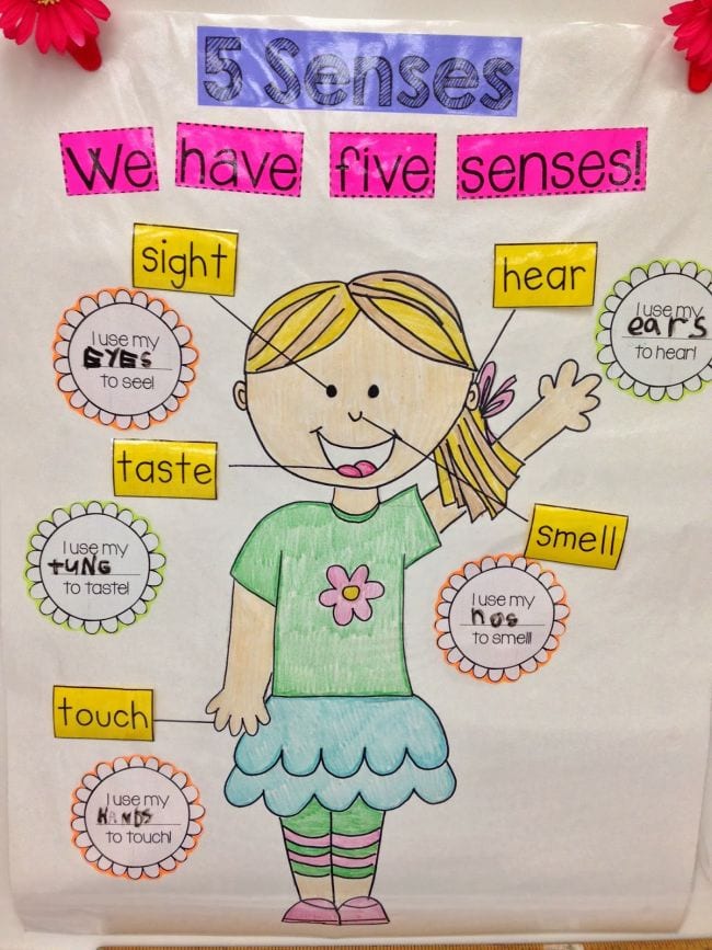 Anchor chart with an illustration of a young girl, showing the five senses and corresponding body parts