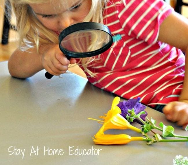 Child using a magnifying glass to examine some flowers