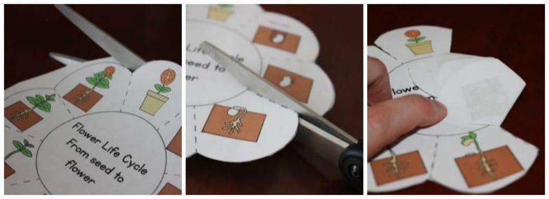A trio of images showing a flower life cycle worksheet as an example of plant life cycle activities