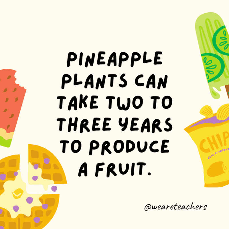 Pineapple plants can take two to three years to produce a fruit.