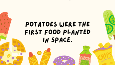 Potatoes were the first food planted in space.