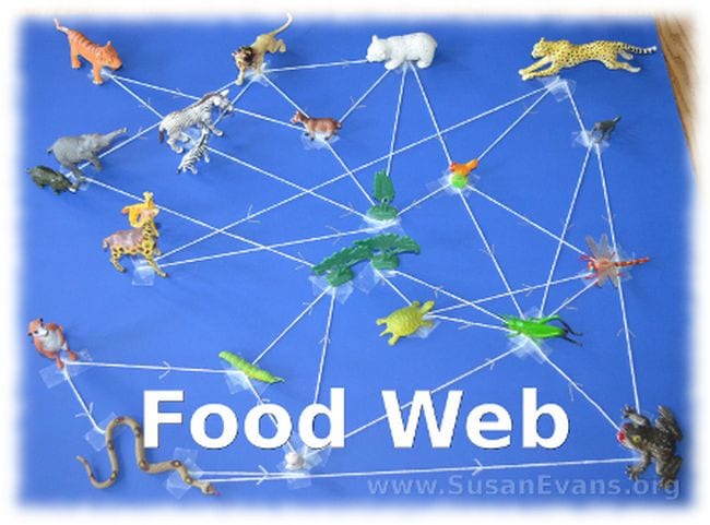 Food Web Susan Evans